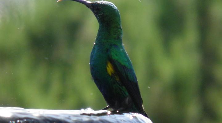 Sanderling Beach house