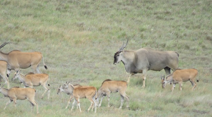 Qwantani Private Rentals