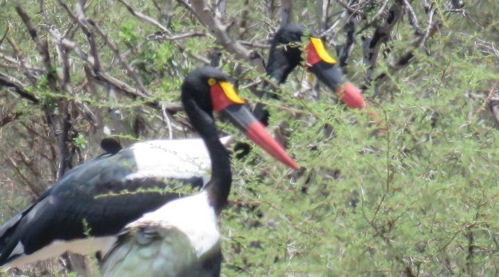 Tweerivier Game Lodge