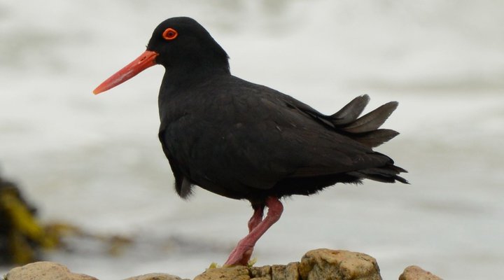 Waterblom - Seaview Retreat in UNESCO Biosphere
