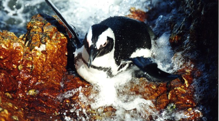 Waterblom - Seaview Retreat in UNESCO Biosphere