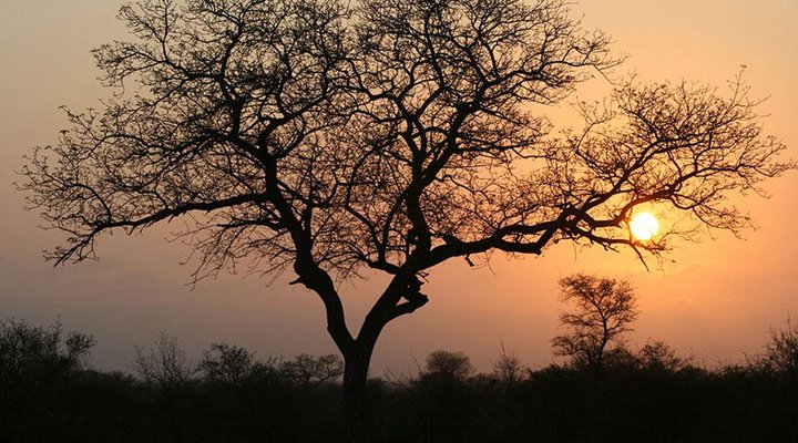 5 Day Kruger Experience Lodge-Treehouse
