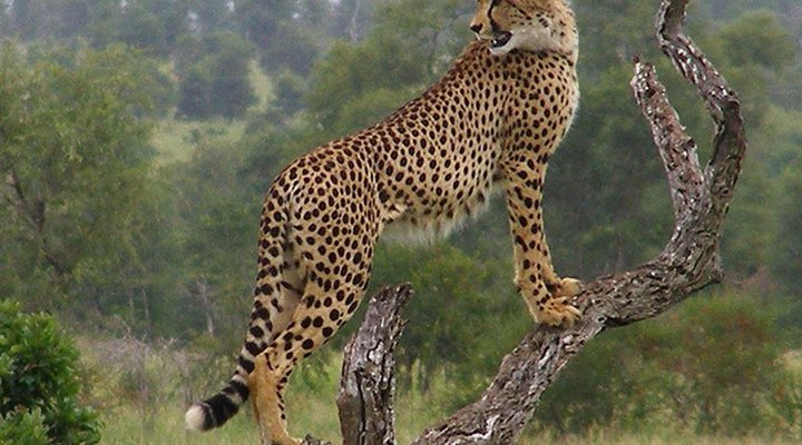 5 Day Kruger Experience Lodge-Treehouse