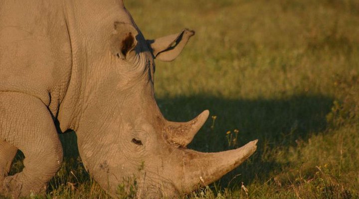 5 Day Kruger Experience Lodge-Tent