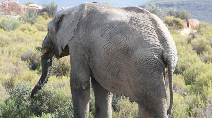 4 Day Kruger Experience Lodge-Treehouse