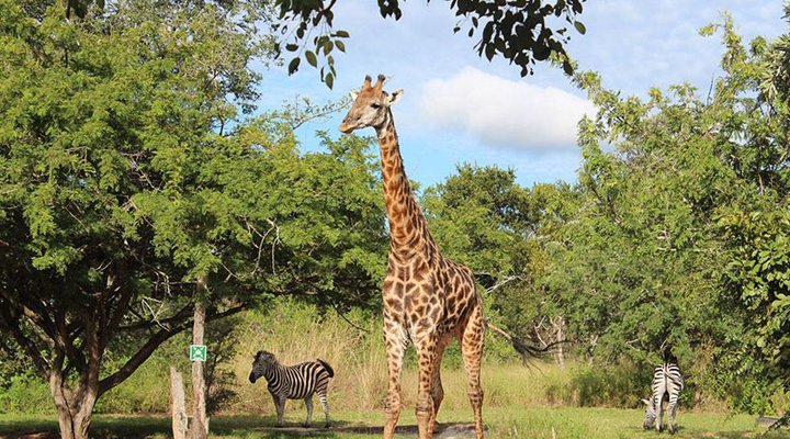 3 Day Kruger Experience Lodge-Treehouse