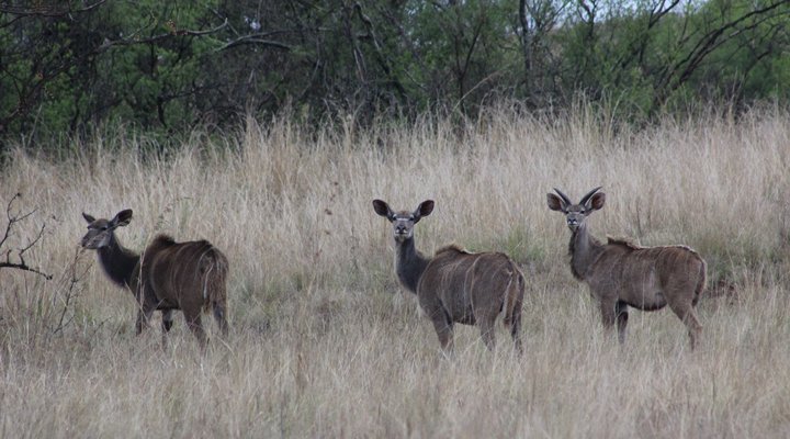 Basangoma Game Ranch
