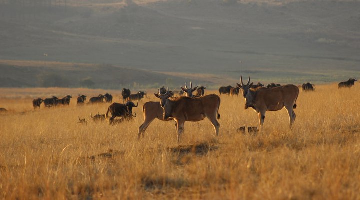 Basangoma Game Ranch