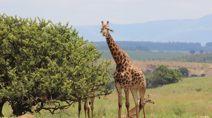 Basangoma Game Ranch