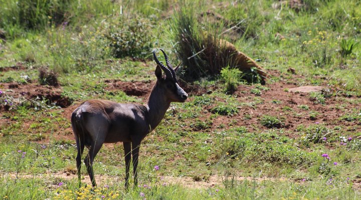 Basangoma Game Ranch