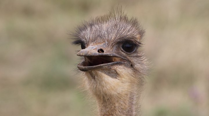 Basangoma Game Ranch