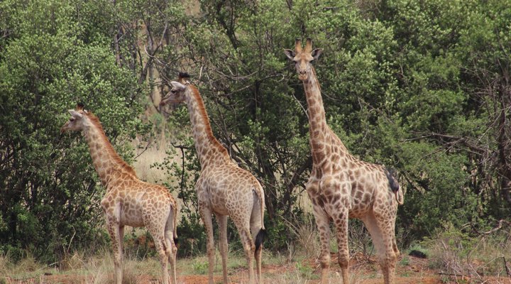 Basangoma Game Ranch