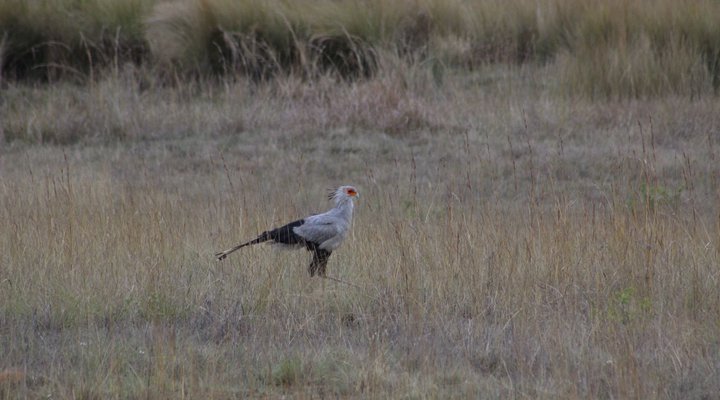 Basangoma Game Ranch