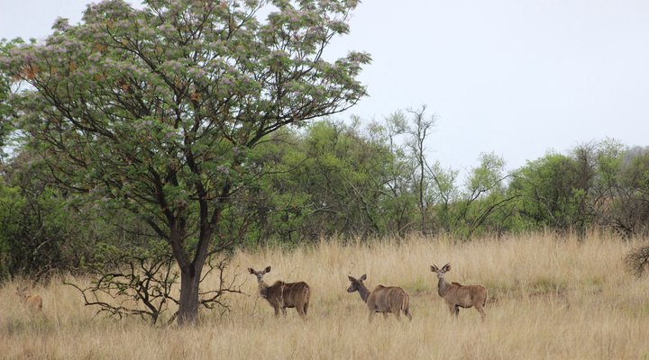 Basangoma Game Ranch