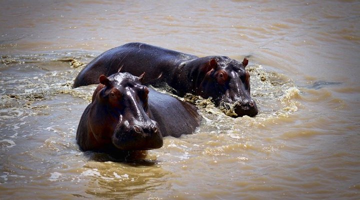 Tala Collection Private Game Reserve