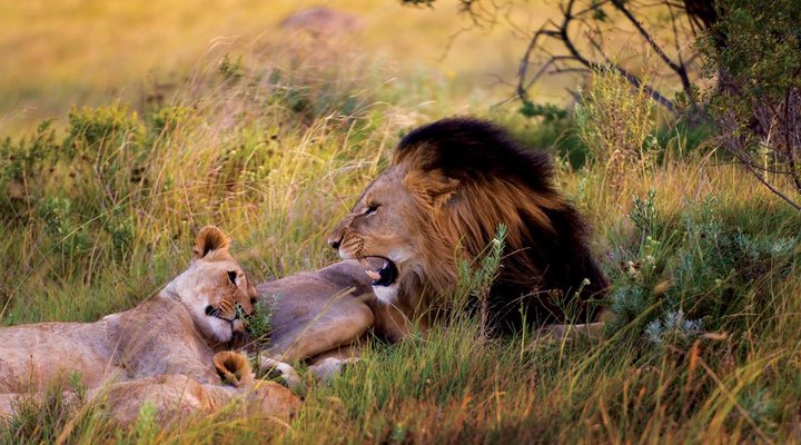 6 Night Cape Town and Safari