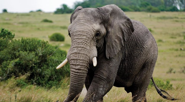 6 Night Cape Town and Safari