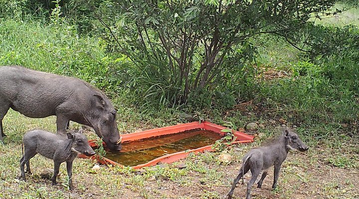 Lili Bush Guesthouse