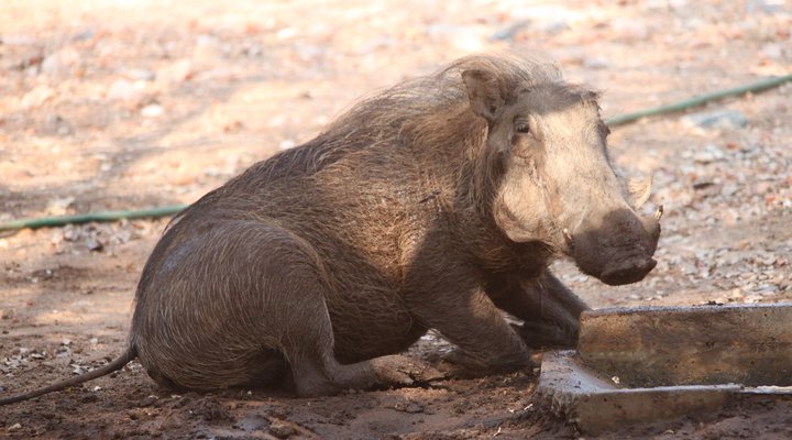 Lili Bush Guesthouse