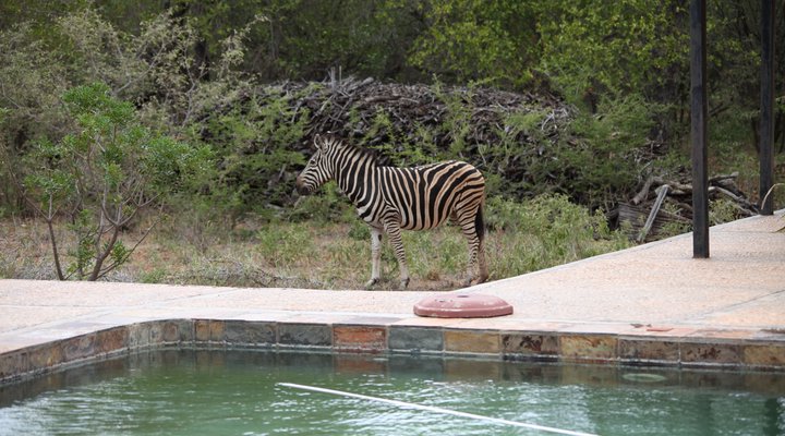 Lili Bush Guesthouse