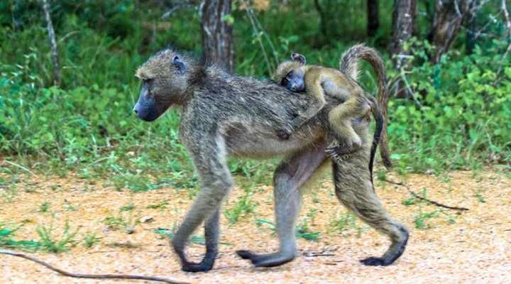 2 Night Safari Package at Skukuza Rest Camp Kruger National Park SANParks