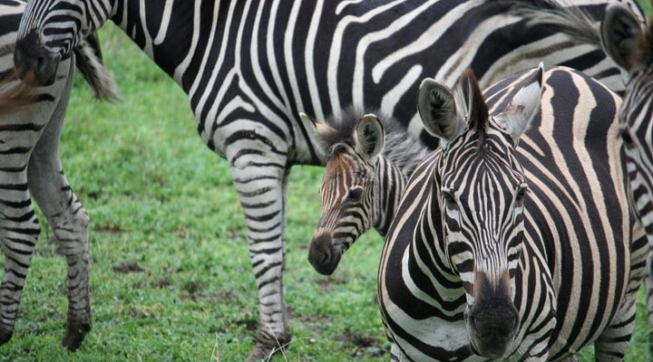 2 Night Safari Package at Skukuza Rest Camp Kruger National Park SANParks