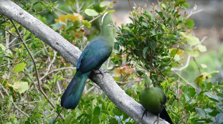 2 Nights at Storms River Mouth Rest Camp Garden Route National Park SANParks