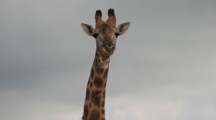 Bushbuck Hills Eco Farm