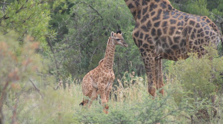 Bushbuck Hills Eco Farm