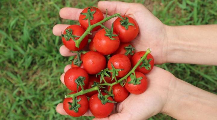 5 Night Yoga and Wellness Retreat