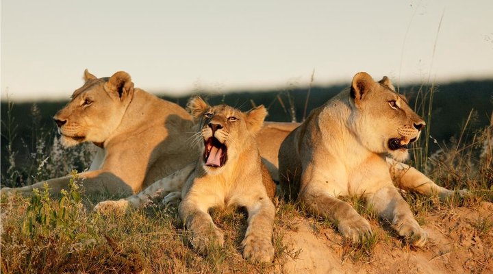 4 Night Classic Cape Town and Safari