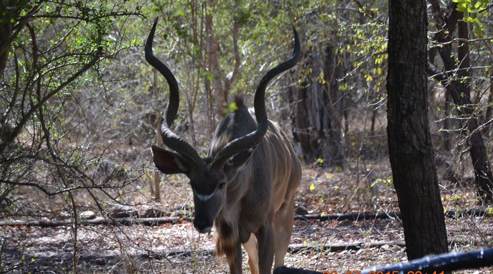 Absolute Safari Guest Lodge