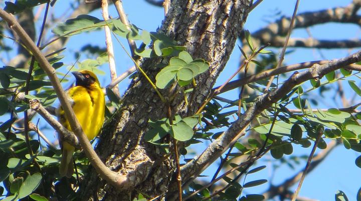 Windfall Weavers Guest House