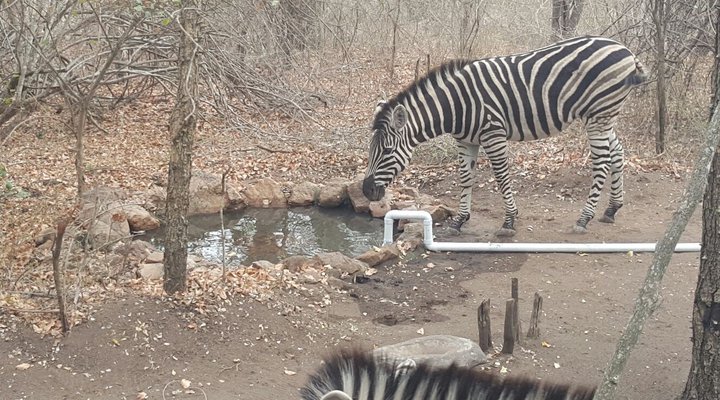 Penny Lane Marloth Park