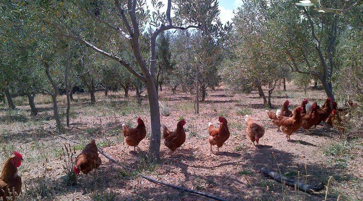 The Olive Grove