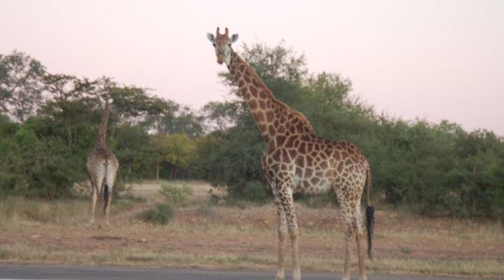 3 Day Garden Route Big 5 & Bungy Tour (Return)