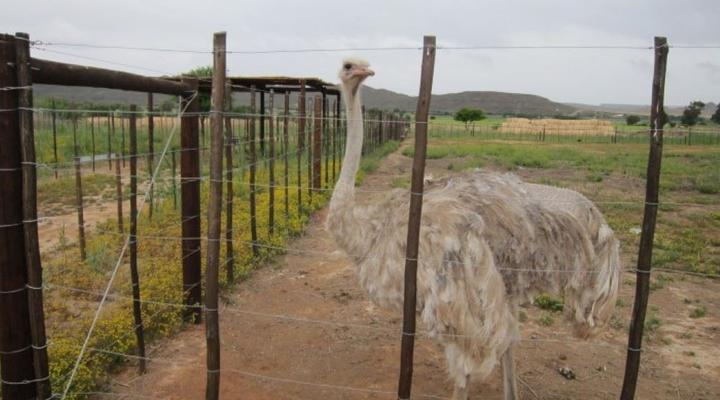 3 Day Garden Route Big 5 & Bungy Tour (Return)