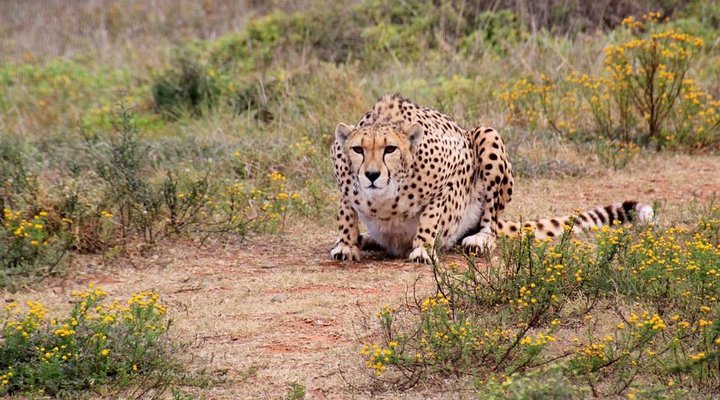 4 Day Tented Kruger Safari