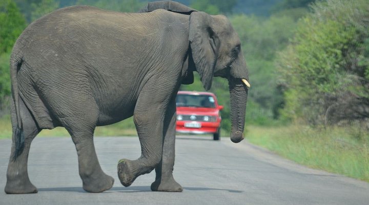 4 Day Tented Kruger Safari