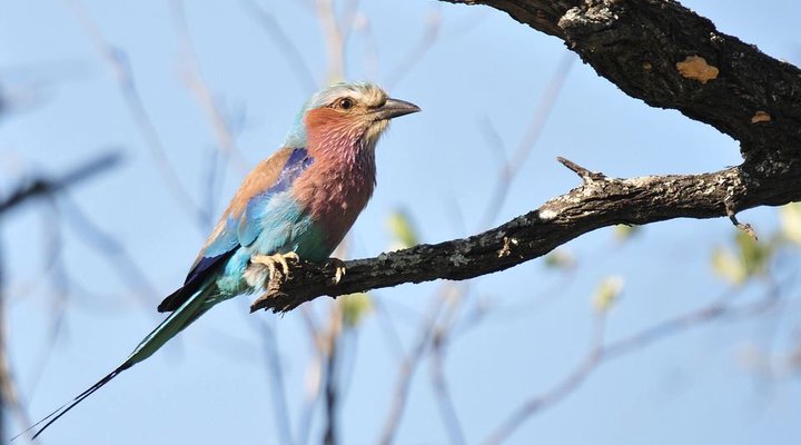 4 Day Tented Kruger Safari