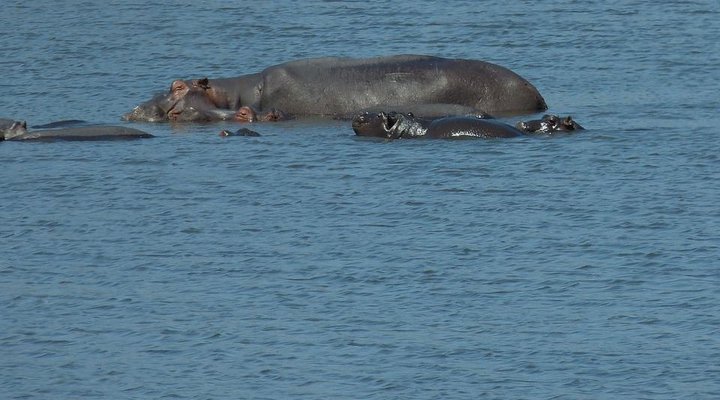 4 Day Tented Kruger Safari