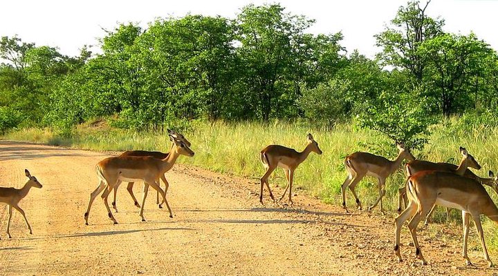 4 Day Tented Kruger Safari