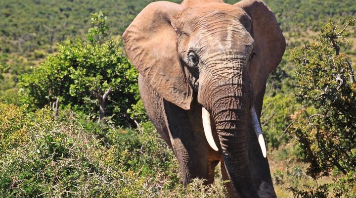 2 Day Leopard Crawl Tour 