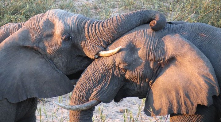2 Day Leopard Crawl Tour 