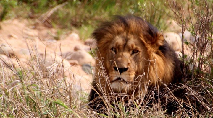 2 Day Leopard Crawl Tour 