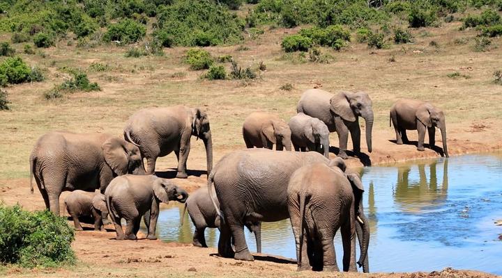 3 Day Elephant Trumpets Tour