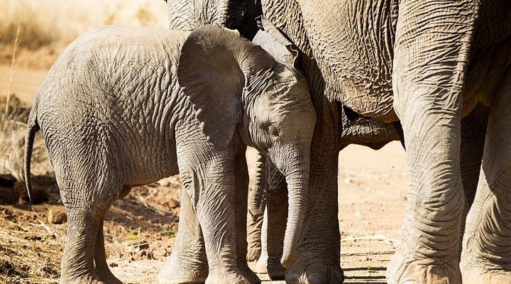 3 Day Elephant Trumpets Tour