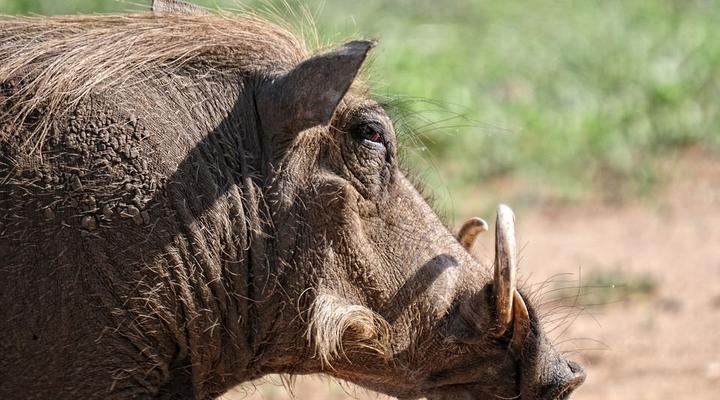 3 Day Elephant Trumpets Tour