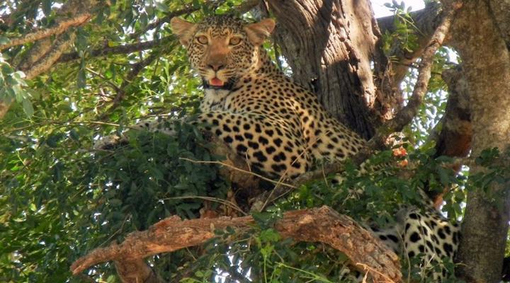 3 Night, 4 Day Tented Lodge Kruger Safari