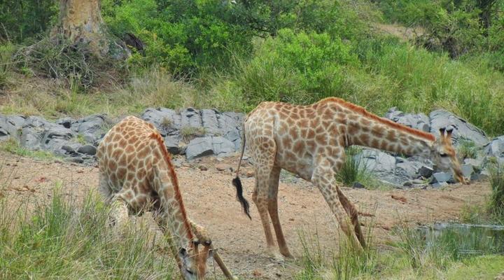 3 Night, 4 Day Tented Lodge Kruger Safari